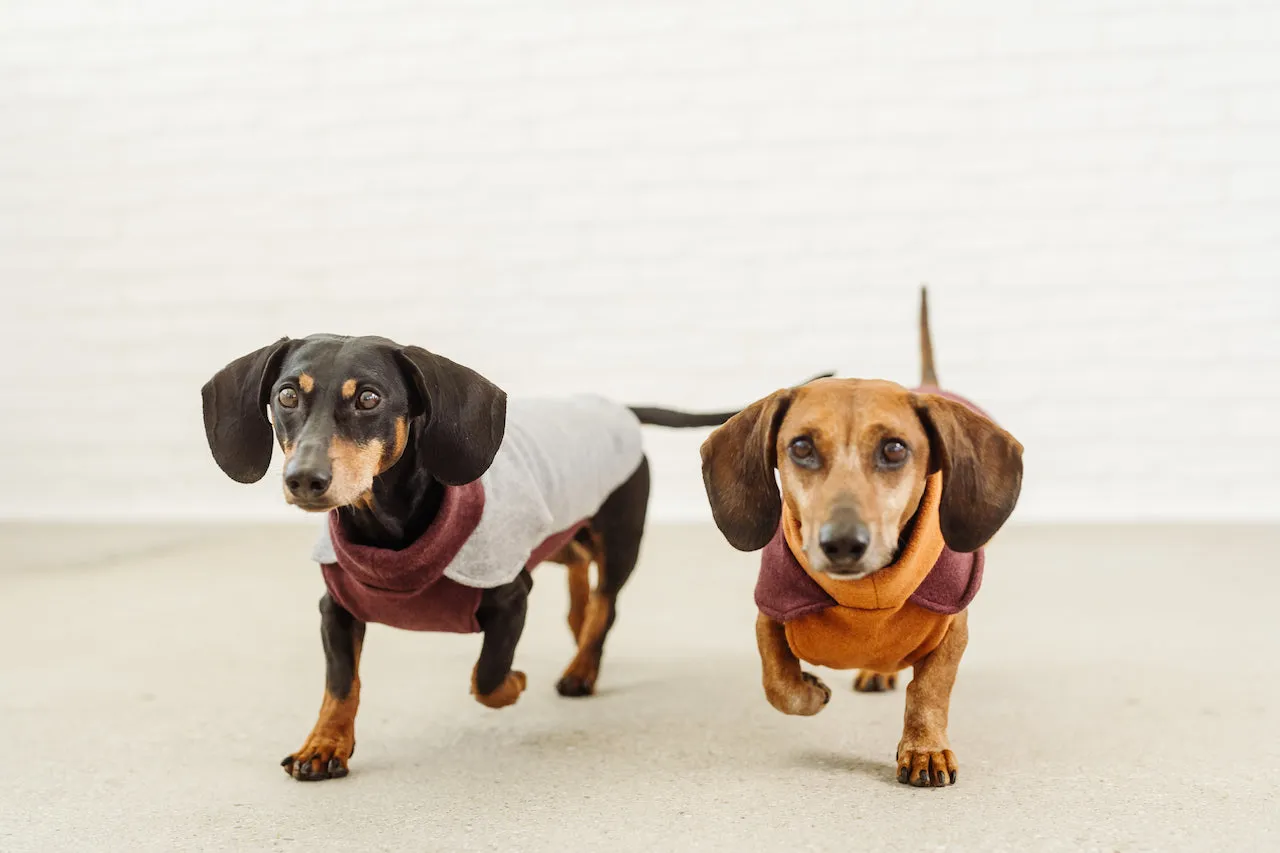 Dachshund Cotton Fleece Pullover Elton