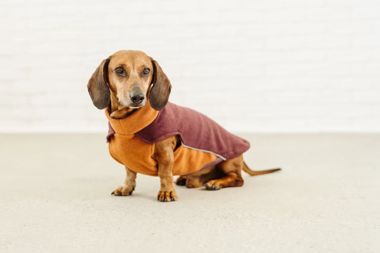 Dachshund Cotton Fleece Pullover Elton