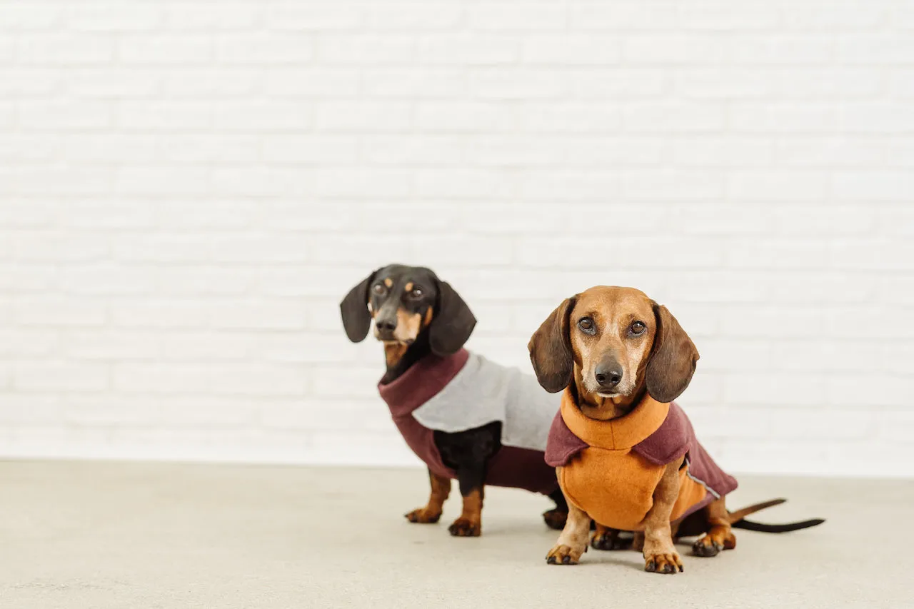 Dachshund Cotton Fleece Pullover Elton